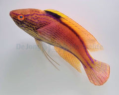 Cirrhilabrus lineatus