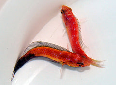 Cirrhilabrus lunatus (Pair)
