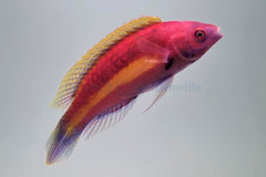 Cirrhilabrus luteovittatus (male)