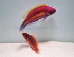 Cirrhilabrus luteovittatus (pair)