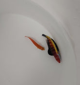 Cirrhilabrus naokoae (Pair)