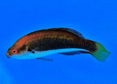 Cirrhilabrus punctatus