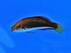 Cirrhilabrus punctatus