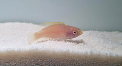 Cirrhilabrus rhomboidalis (female)