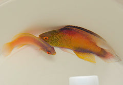 Cirrhilabrus rhomboidalis (Pair)