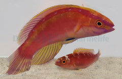 Cirrhilabrus roseafascia (pair)