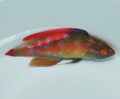 Cirrhilabrus rubrimarginatus