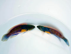 Cirrhilabrus ryukyuensis