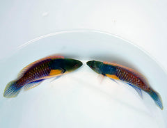 Cirrhilabrus ryukyuensis