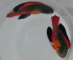 Cirrhilabrus scottorum