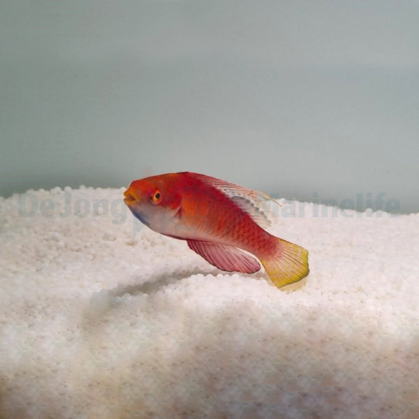 Cirrhilabrus tonozukai (male)
