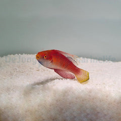 Cirrhilabrus tonozukai (male)