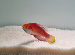 Cirrhilabrus tonozukai (male)