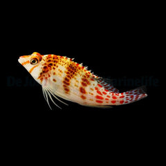 Cirrhitichthys falco