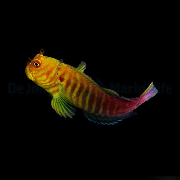 Cirripectes stigmaticus