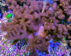 Cladiella spp. (O1 Colt)