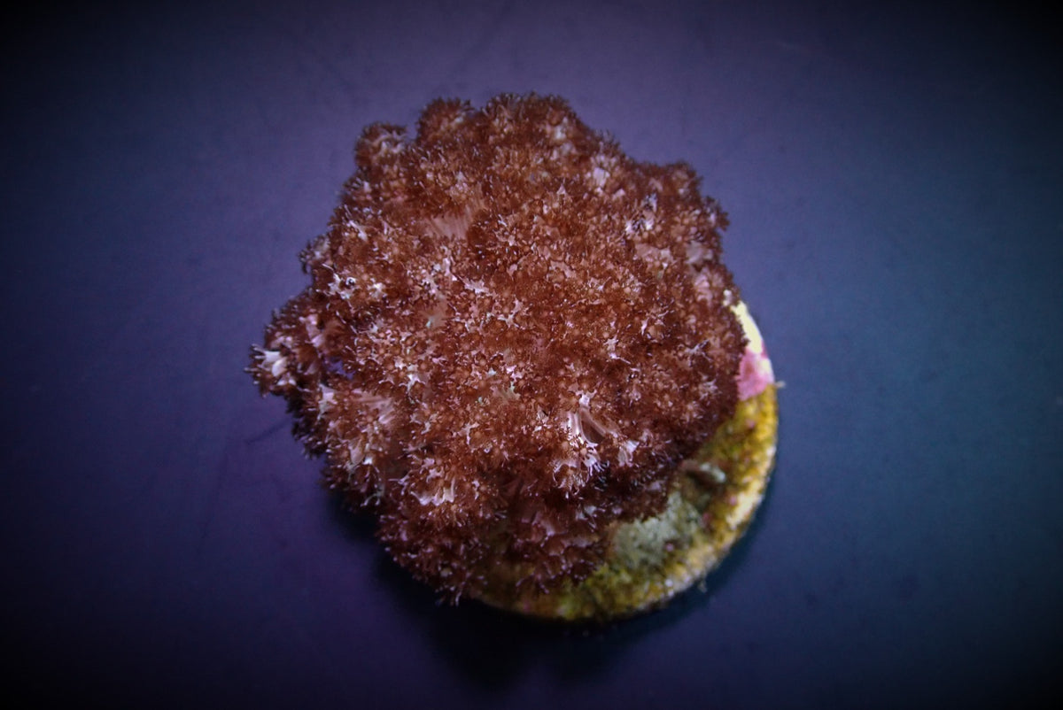 Cladiella spp. (O3 Broccoli)
