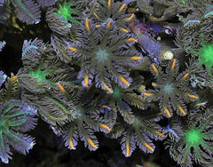Clavularia spp. (Orange) (Striped)