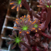 Clavularia spp. (Orange) (Striped)