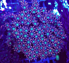 Clavularia spp. (Orange) (Striped)