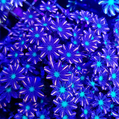 Clavularia spp. (Orange) (Striped)