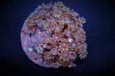 Clavularia spp. (Orange) (Striped)