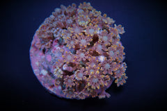 Clavularia spp. (Orange) (Striped)