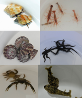 Cleaning crew pack (20pcs)