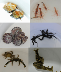 Cleaning crew pack (20pcs)