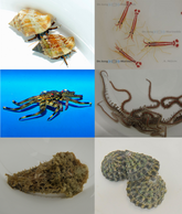 Cleaning crew pack (100 pcs.)