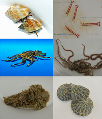 Cleaning crew pack (40 pcs.)