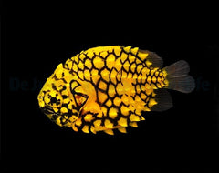 Cleidopus gloriamaris