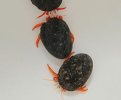 Clibanarius rutilus