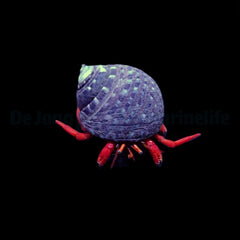 Clibanarius rutilus