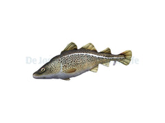 Cod Pillow - Medium