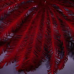 Comatula spp. (Bright Red)