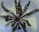 Comatula spp. (Black-White)