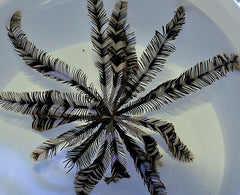 Comatula spp. (Black-White)