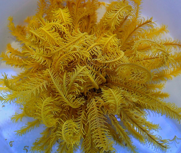 Comatula spp. (Bright Yellow)