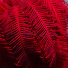 Comatula spp. (Bright Red)