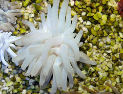 Condylactis gigantea