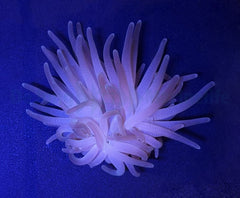 Condylactis gigantea