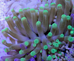 Condylactis gigantea (Green)