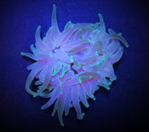 Condylactis gigantea (Green)