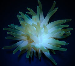 Condylactis gigantea