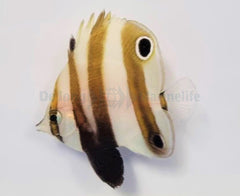 Coradion melanopus