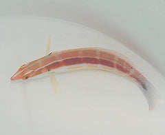 Coris caudimacula