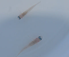 Coryphopterus lipernis
