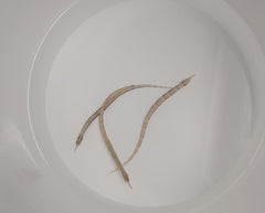 Corythoichthys intestinalis