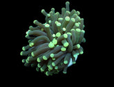 Euphyllia cristata (Green) (Premium) (1 hd.)
